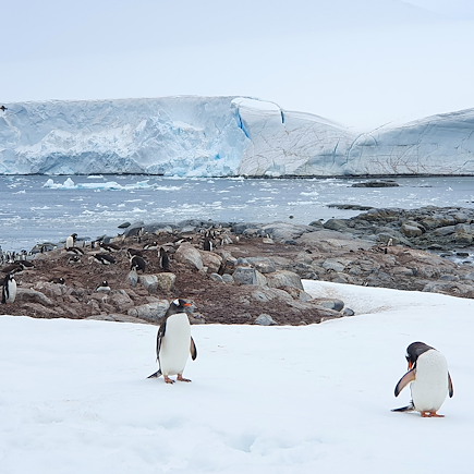 Navigation Antarctique Terre de Feu argentine