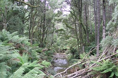 Great ocean road - parc national d'Otway