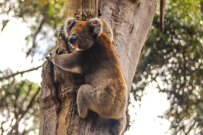 Koala - Australie