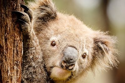 Koala - Australie