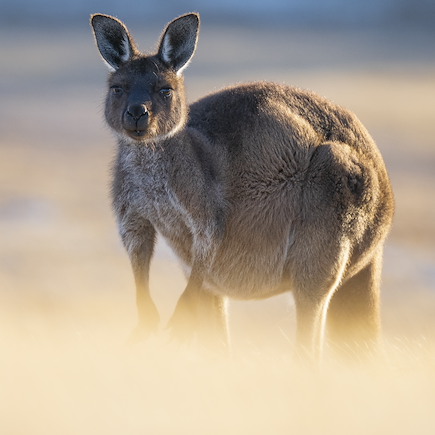 Autotour Australie