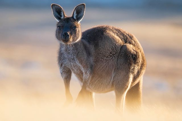 Voyage Roadtrip inoubliable sur la Great Ocean Road 