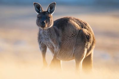 Kangourou - Australie