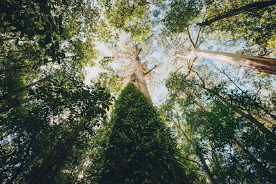 Great Otway national park - Australie
