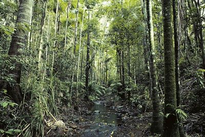 Cape Tribulation - Daintree National Park- Queensland - Australie 