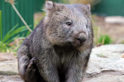 Wombat - Tasmanie - Australie