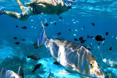 Snorkelling dans la barrière de corail - Ningaloo Reef - Autralie