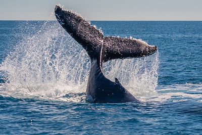 Baleine - Australie