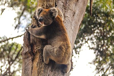 Koala - Australie