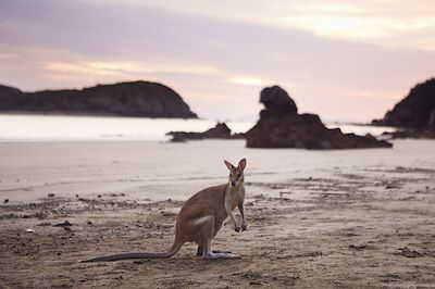 Observation animalière