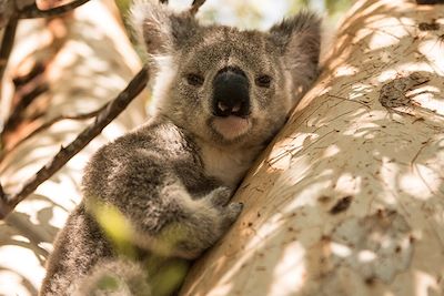 Koala - Forts Walk - Magnetic Island - Australie