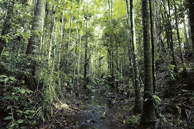 Cape Tribulation - Daintree National Park- Queensland - Australie 