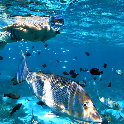 Observation animalière Australie