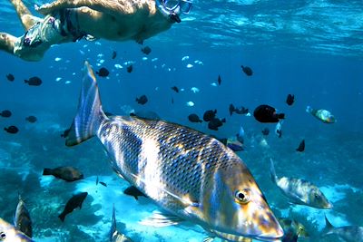 Snorkelling dans la barrière de corail - Ningaloo Reef - Autralie