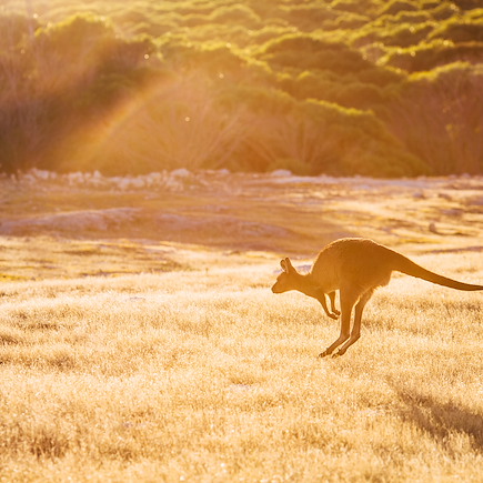Observation animalière Australie