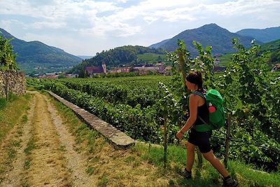 Vignes de la Wachau - Autriche 