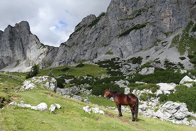 Cheval au Mont Gosaukamm - Autriche 