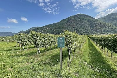© Eurofun Touristik GmbH - Vignes - Vallée de la Wachau - Autriche Vignes - Vallée de la Wachau - Autriche