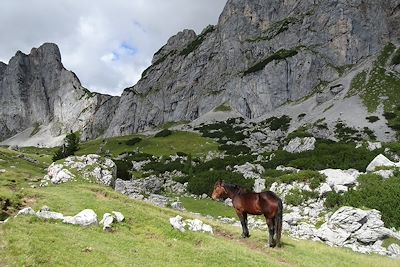 © Claudia Wallner - Cheval au Mont Gosaukamm - Autriche Cheval au Mont Gosaukamm - Autriche