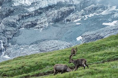 Bouquetins des Alpes en face du glacier du Pasterze - Parc National du Hohe Tauern - Autriche