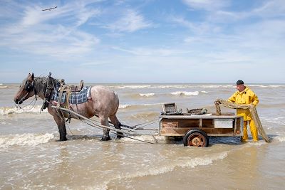 Pêcheur de crevettes - Flandres - Belgique