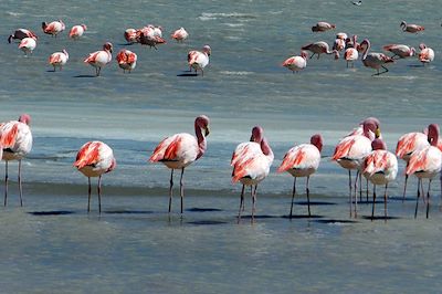 © Mabrouk Hamrit - Salar de Chiguana - Potosi - Bolivie - CHL011 Salar de Chiguana - Potosi - Bolivie - CHL011