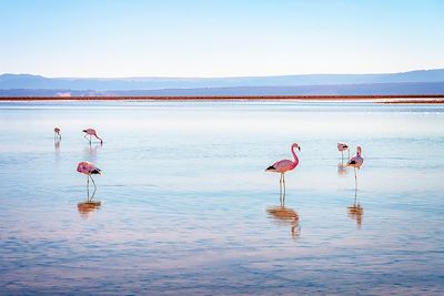 Voyage Balade en Terre Aymara : Du Titicaca à l'Atacama  3