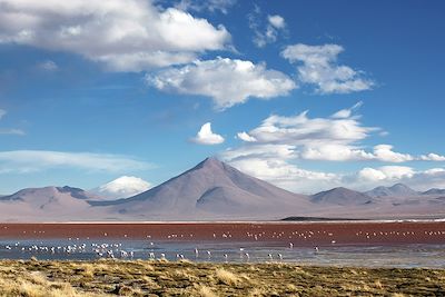 La Laguna Colorada - Altiplano - Bolivie