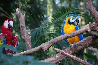 © Valérie Nollet - Parque das Aves - Brésil Parque das Aves - Brésil
