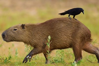 Capybara 