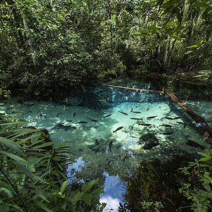 Observation animalière Brésil Iguaçu