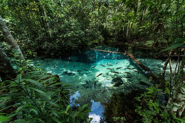 Observation animalière Brésil Iguaçu