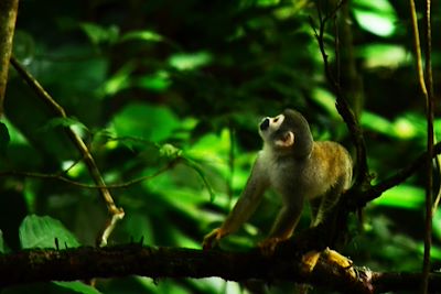 Singe dans la forêt Amazonienne - Equateur