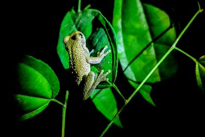 Grenouille dans la forêt tropicale de Puerto Maldonado - Pérou