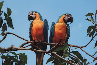 Ara bleu - Amazonie - Brésil