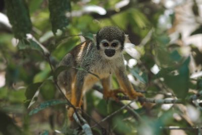 Singe écureuil - Brésil