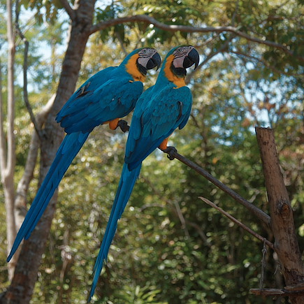 Découverte Brésil Manaus et jungle Amazonienne