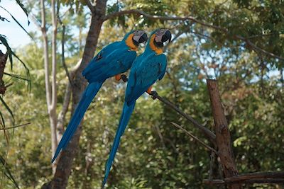 Ara bleu - Amazonie - Brésil