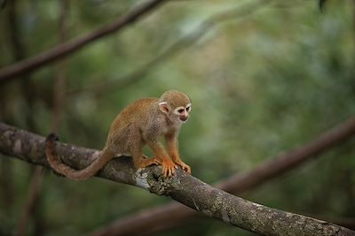 Singe - Brésil