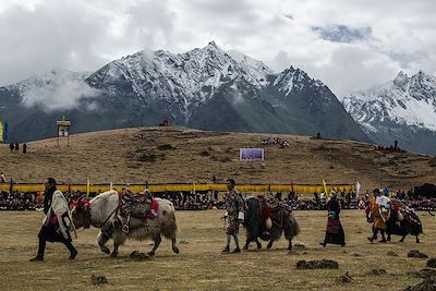 Défilé de yacks - Bhoutan