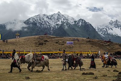 © Emilie Delfaut - Défilé de yacks - Bhoutan Défilé de yacks - Bhoutan
