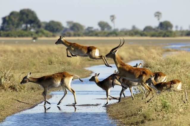 Image Botswana : les grands parcs du nord