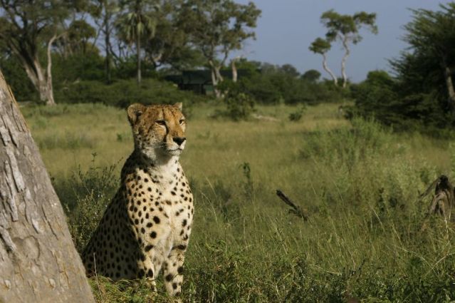 Image Au coeur des réserves animalières du Botswana