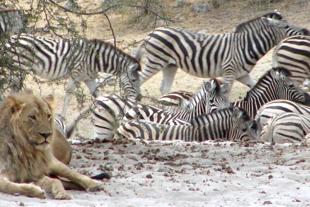 Image Au coeur des réserves animalières du Botswana