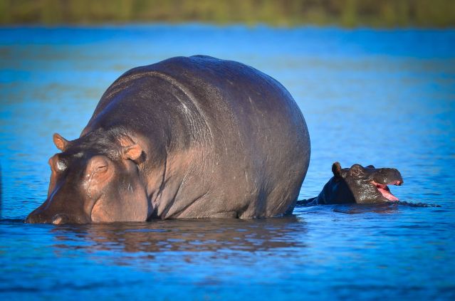 Voyage avec des animaux : Au coeur des réserves animalières du Botswana