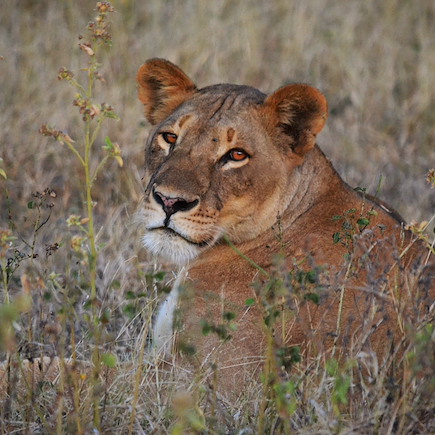 Autotour Botswana