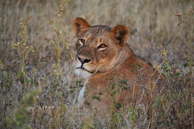 Le parc national de Chobe - Botswana