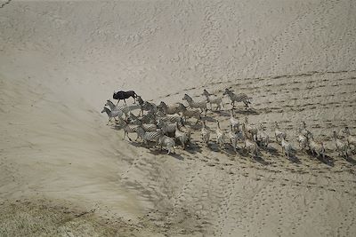 Troupeau de zèbres au Botswana