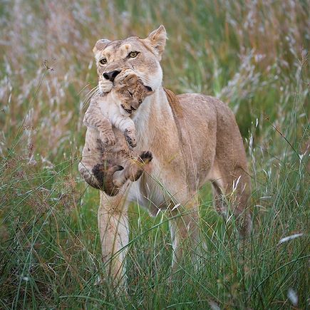 Safari Botswana