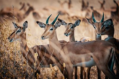 Antilopes - Botswana